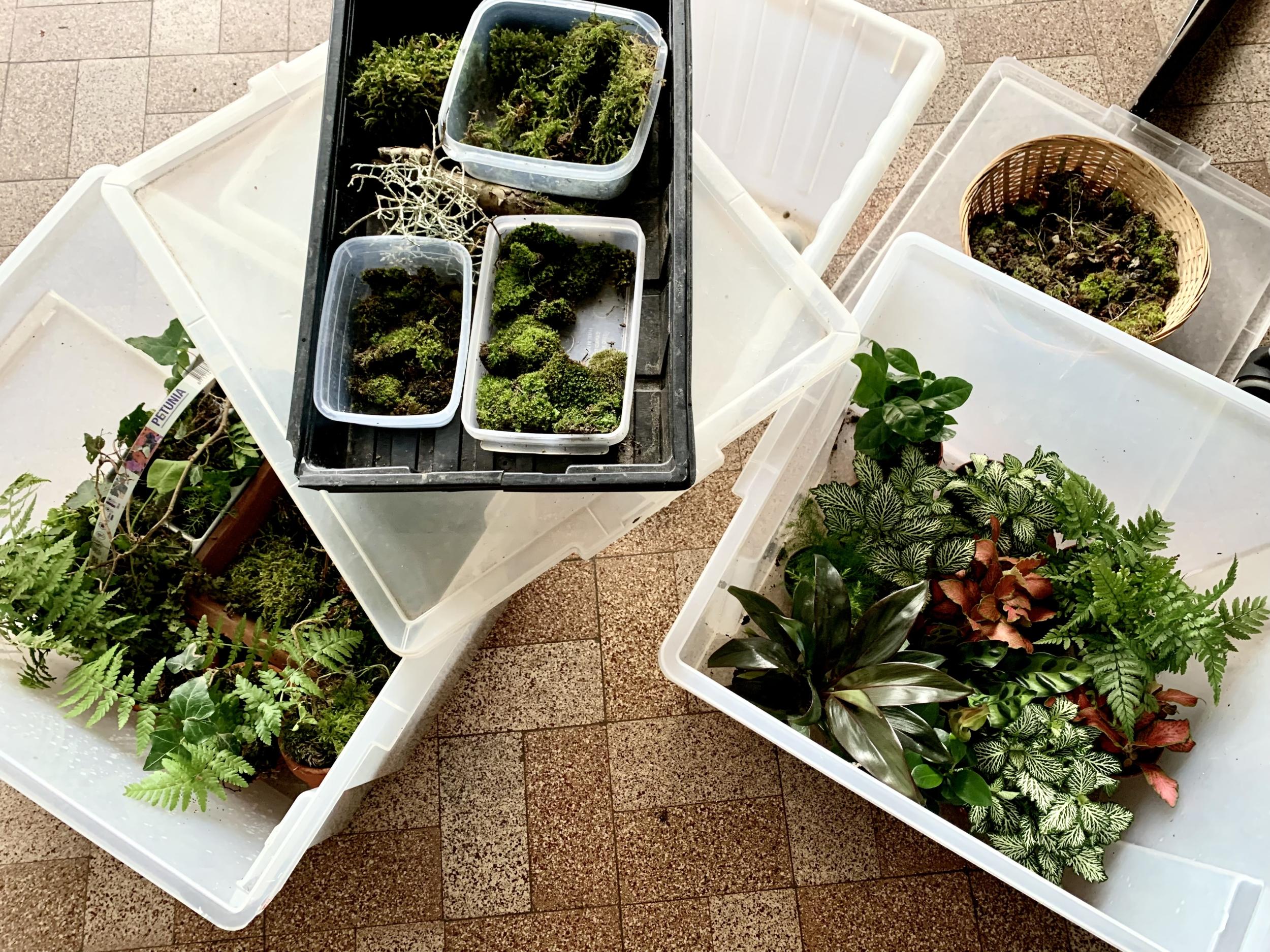 Créez votre terrarium après une balade dans la nature avec Marta Mo - Image n°2 - Wecandoo