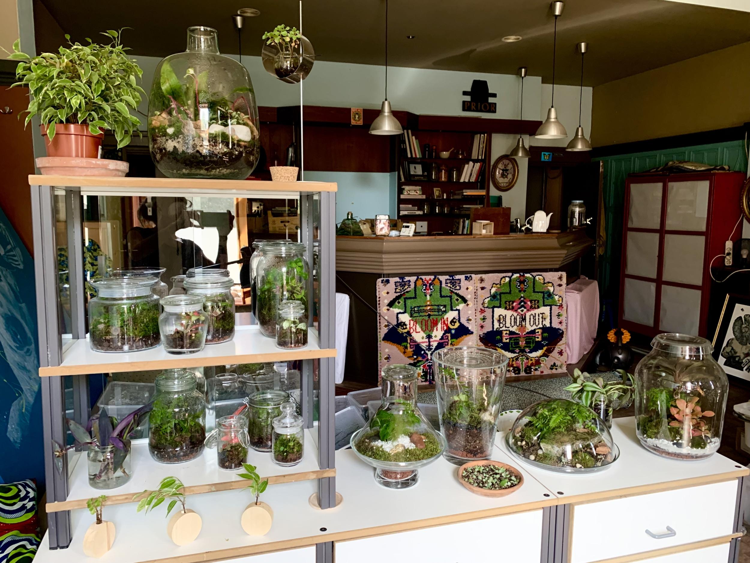 Créez votre terrarium après une balade dans la nature avec Marta Mo - Image n°7 - Wecandoo