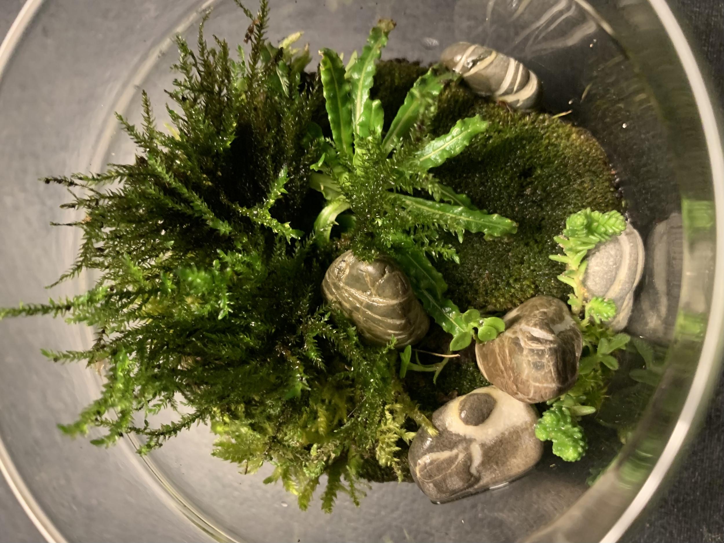 Créez votre terrarium après une balade dans la nature avec Marta Mo - Image n°5 - Wecandoo