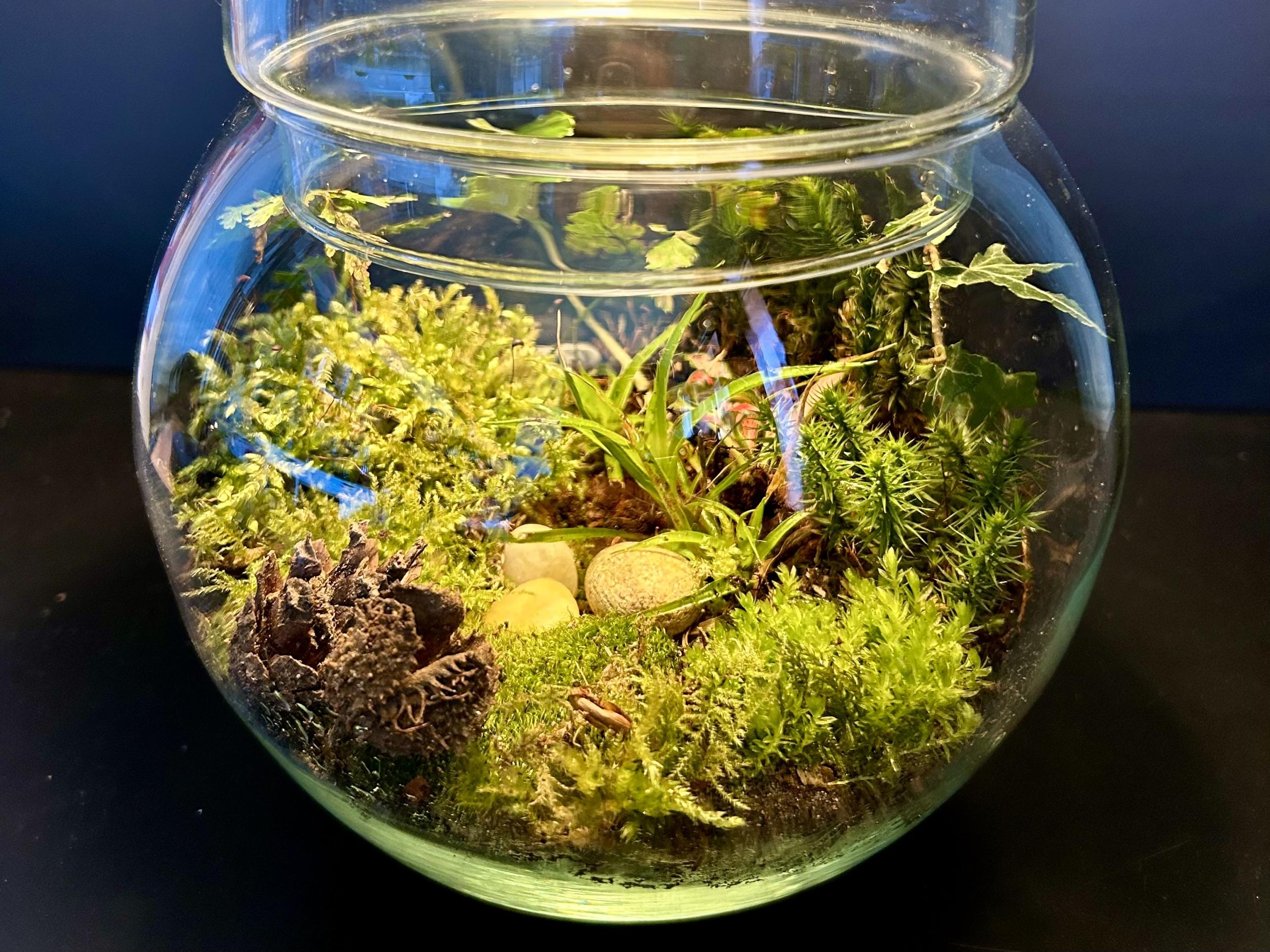 Créez votre terrarium après une balade
