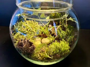 Créez votre terrarium