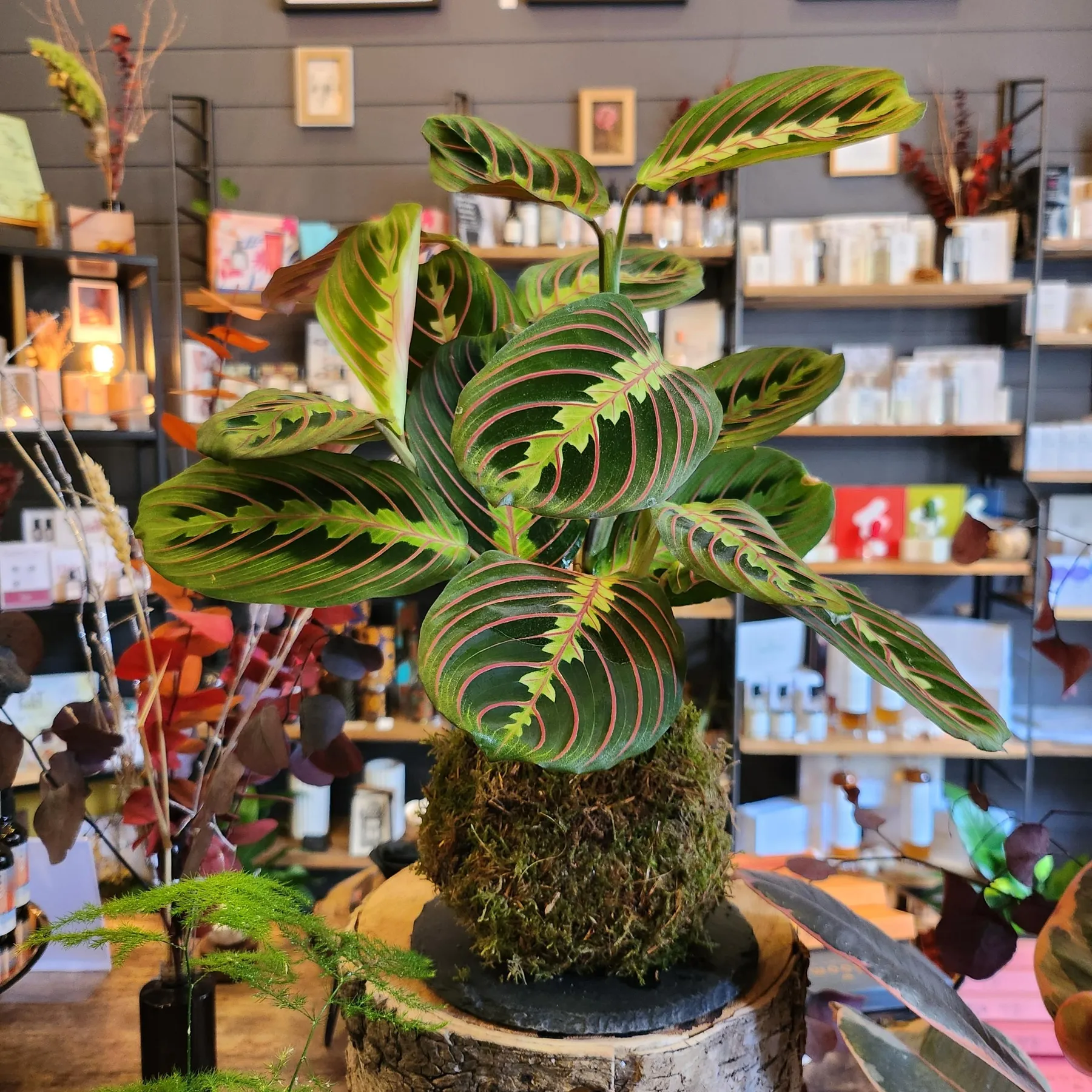 Créez votre kokedama avec David - Image n°1 - Wecandoo