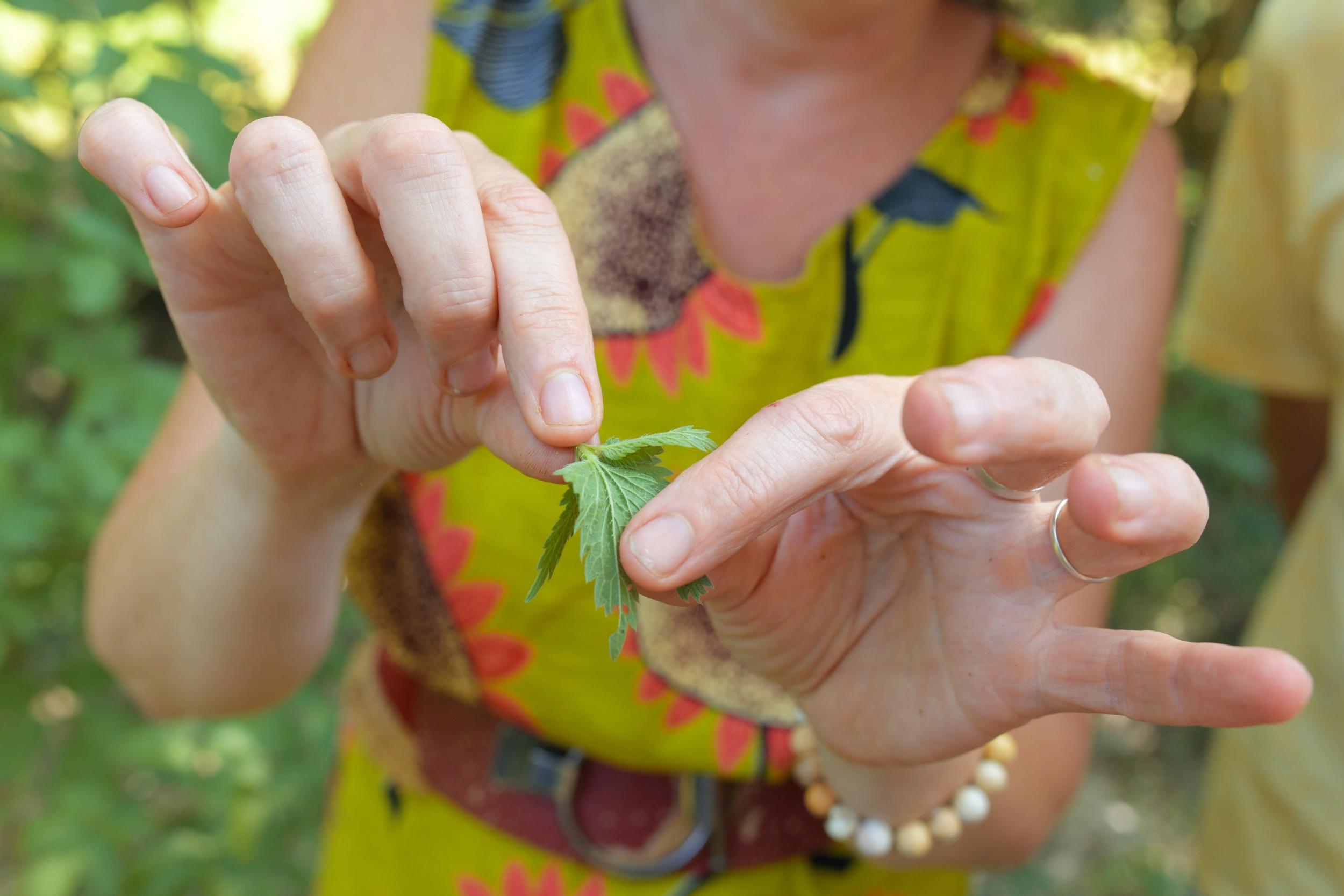 Découvrez les plantes sauvages comestibles en balade avec Isabelle - Image n°8 - Wecandoo