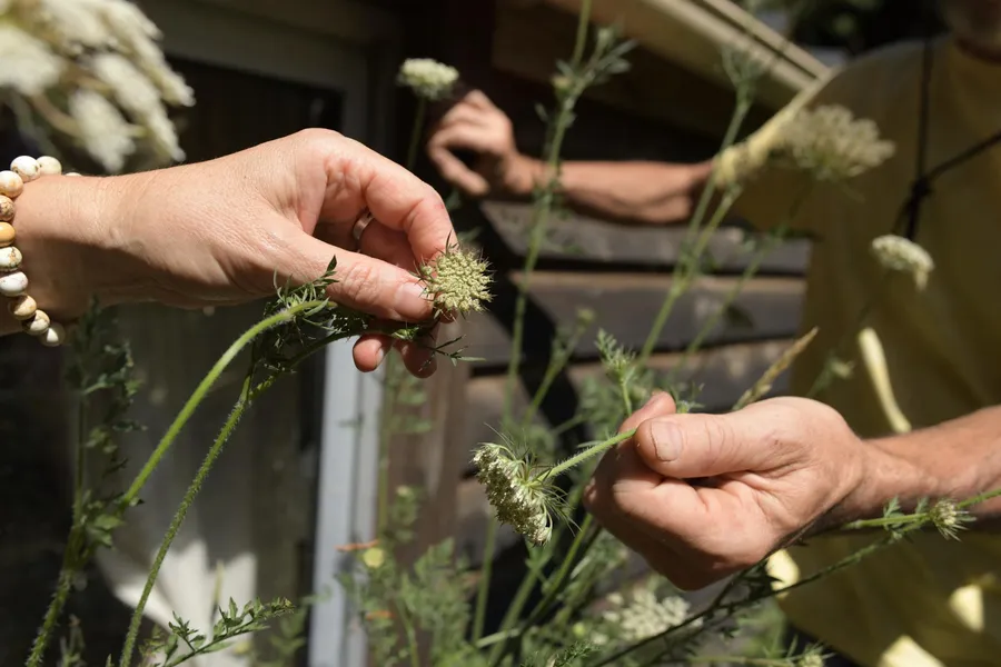 Découvrez les plantes sauvages comestibles en balade avec Isabelle - Image n°1 - Wecandoo
