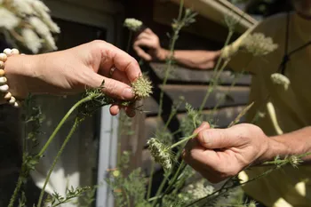 Découvrez les plantes sauvages comestibles en balade