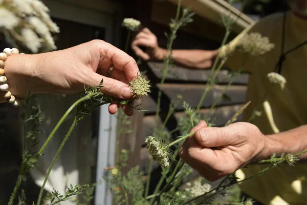 Découvrez les plantes sauvages comestibles en balade à Rennes