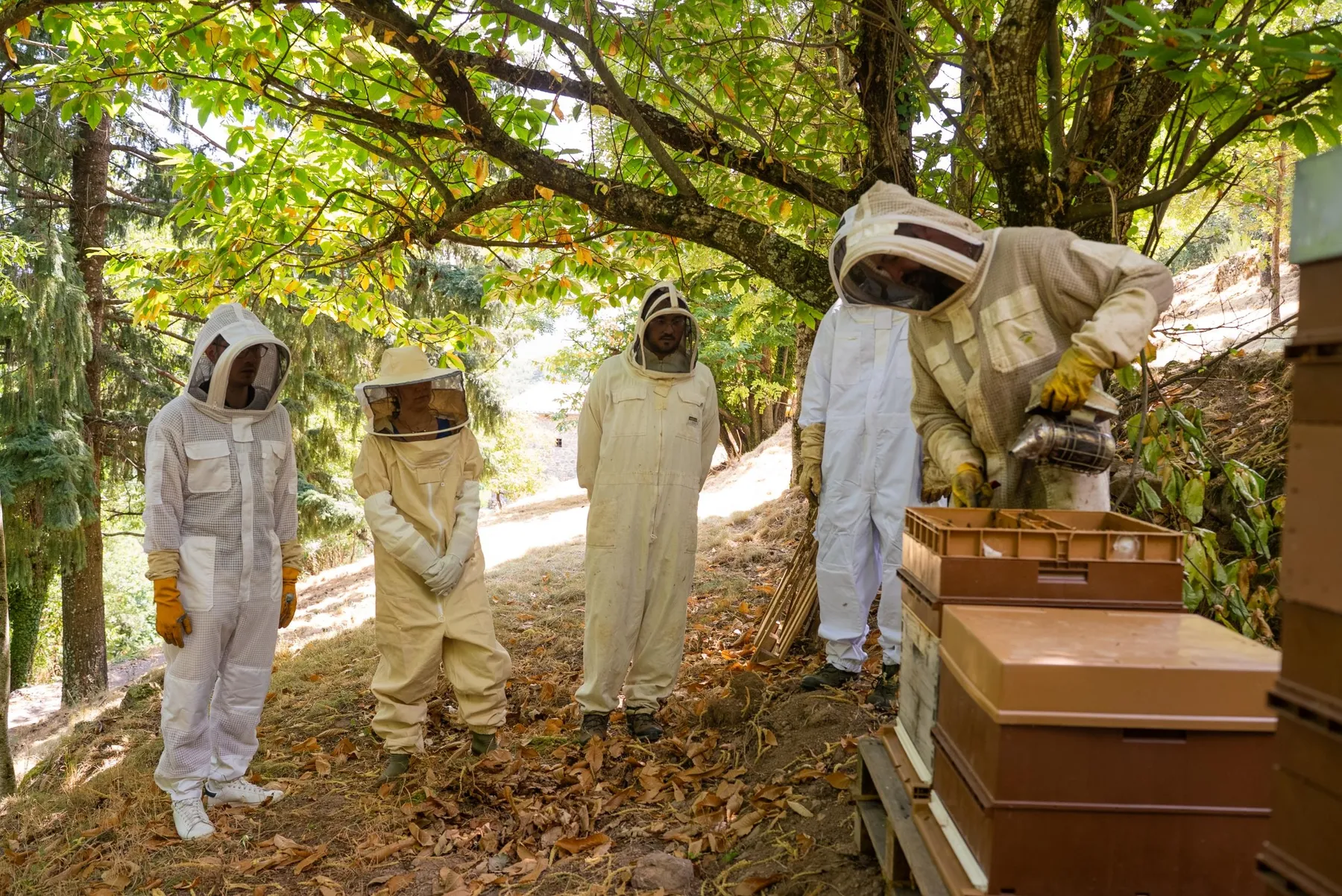 Initiez-vous à l'apiculture avec Pierre - Image n°4 - Wecandoo
