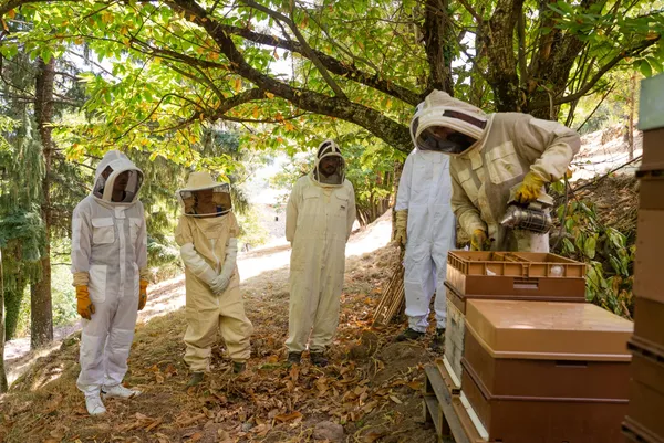 Initiez-vous à l'apiculture avec Pierre - Afbeelding nr. 4 - Wecandoo