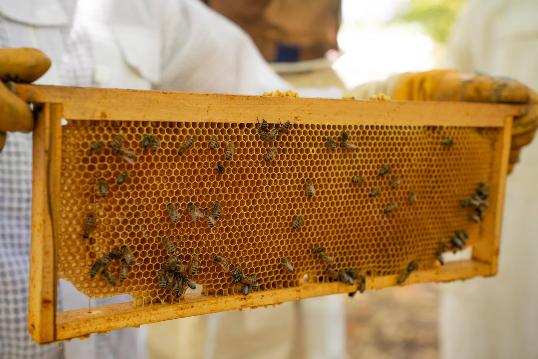 Initiez-vous à l'apiculture avec Pierre - Image n°2 - Wecandoo