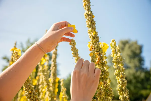 Assemblez votre tisane gastronomique au sein d'une micro-ferme avec Chloé - Image n°2 - Wecandoo