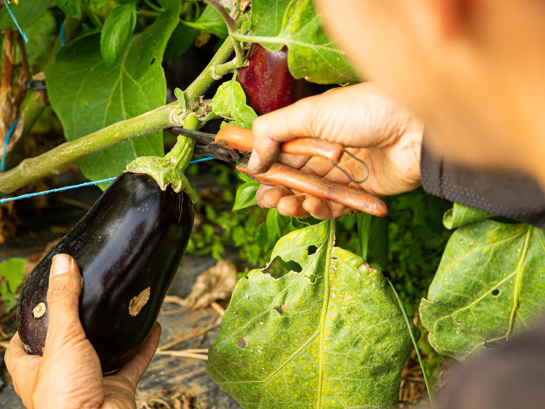 Découvrez une ferme en maraîchage bio avec Joseph, Thibault et Félix - Image n°3 - Wecandoo