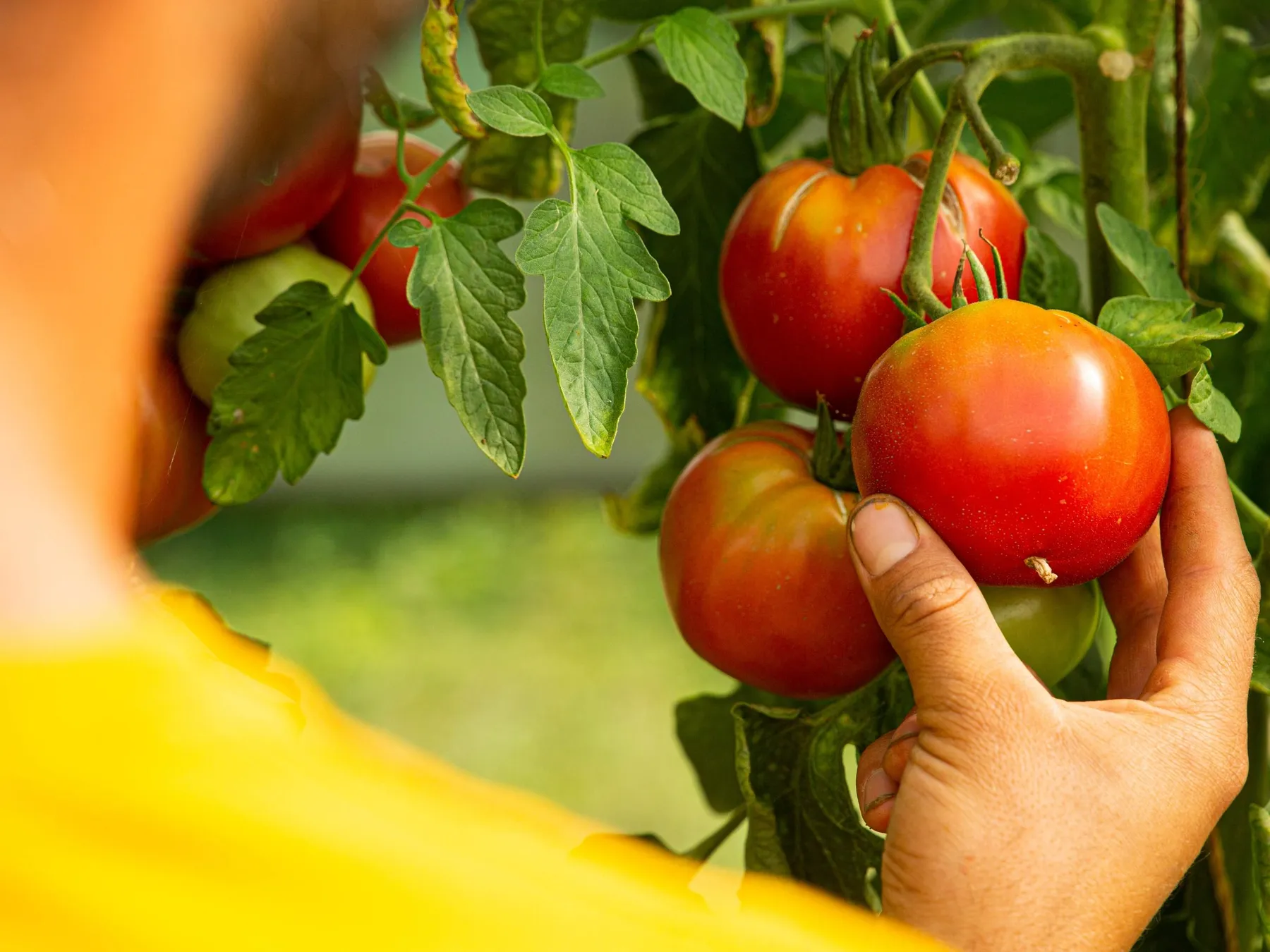 Découvrez une ferme en maraîchage bio avec Joseph, Thibault et Félix - Image n°1 - Wecandoo