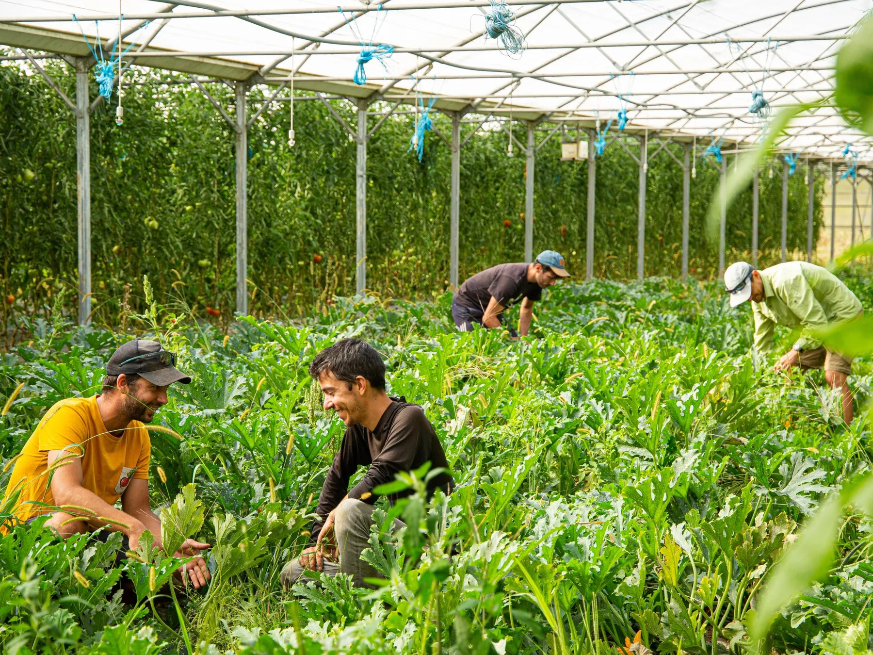 Découvrez une ferme en maraîchage bio avec Joseph, Thibault et Félix - Image n°2 - Wecandoo