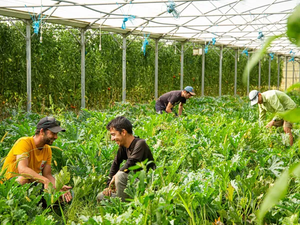 Découvrez une ferme en maraîchage bio avec Joseph, Thibault et Félix - Image n°2 - Wecandoo
