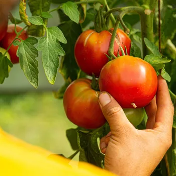 Découvrez une ferme en maraîchage bio