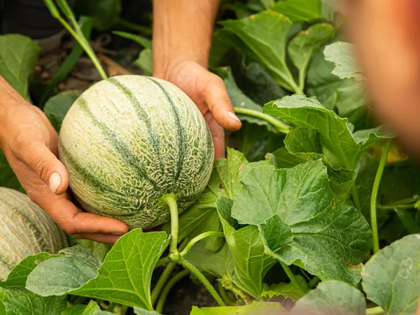 Devenez maraîcher sur une journée avec Joseph, Thibault et Félix - Image n°2 - Wecandoo