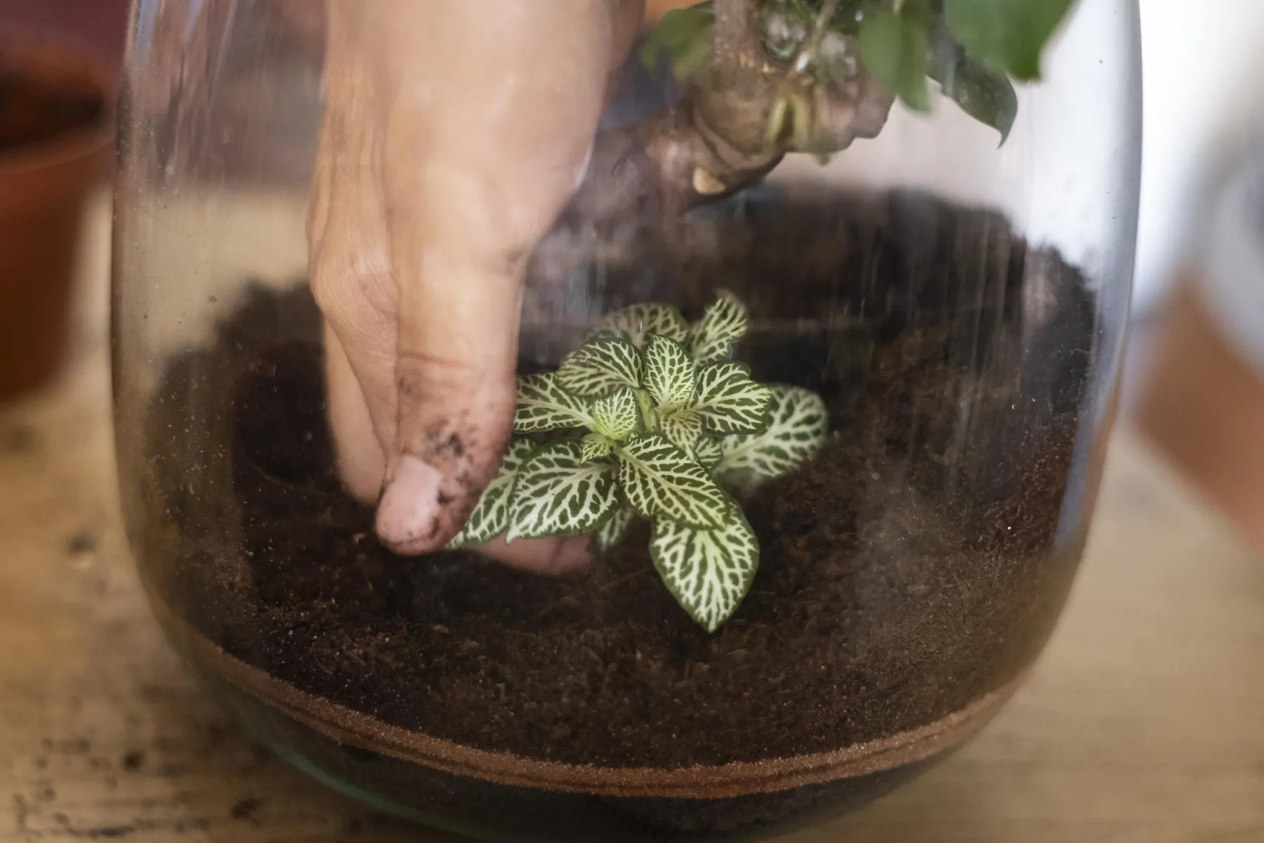 Créez votre propre terrarium avec Laetitia - Image n°4 - Wecandoo