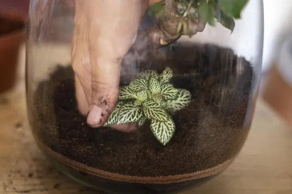 Créez votre propre terrarium avec Laetitia - Image n°4 - Wecandoo