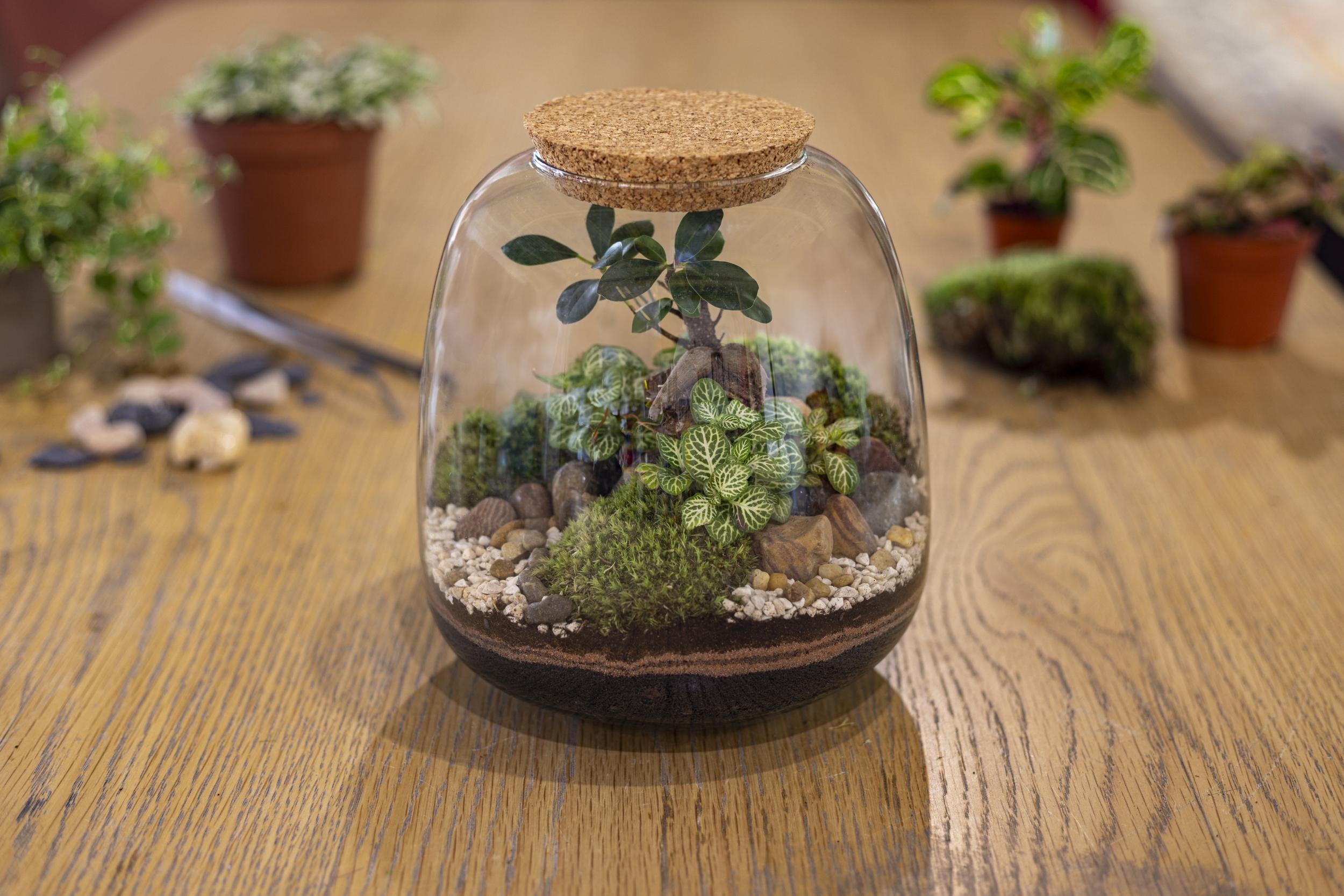 Créez votre propre terrarium
