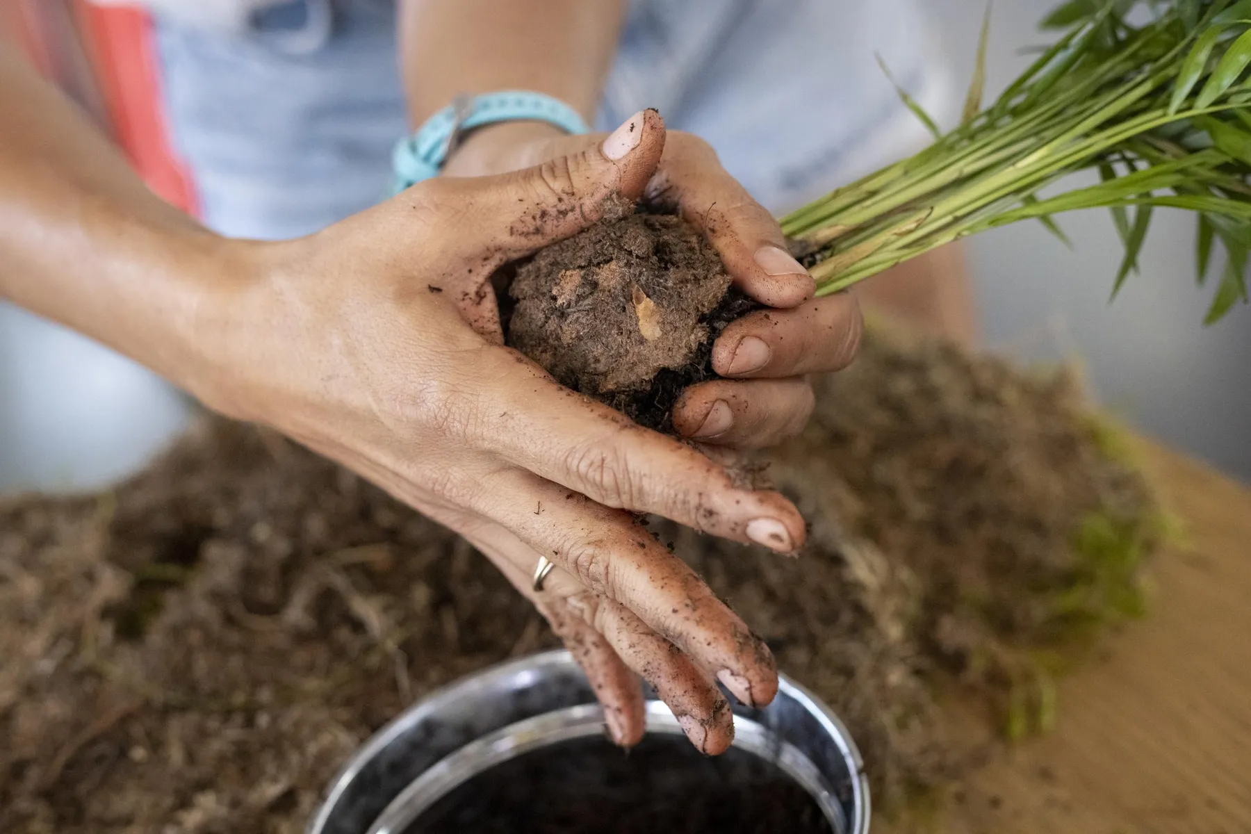 Réalisez votre kokedama avec Laetitia - Image n°4 - Wecandoo