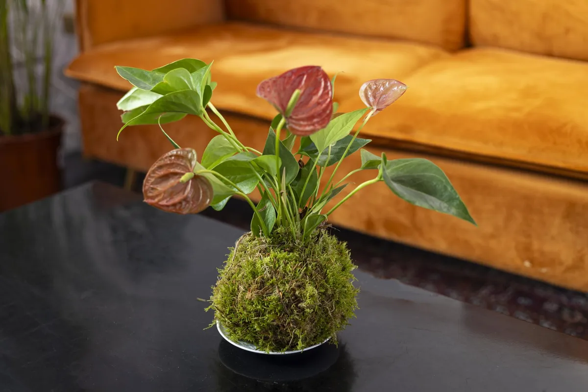 Réalisez votre kokedama