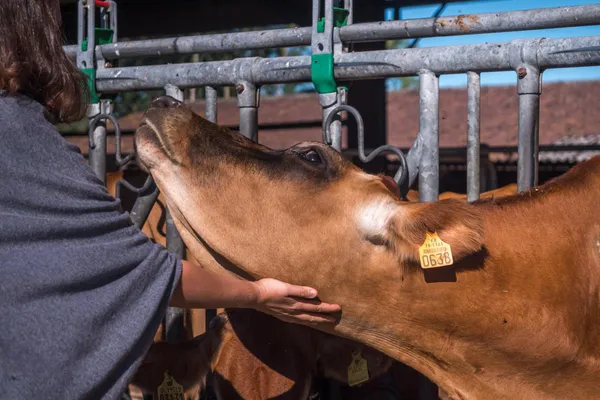 Fabriquez votre beurre fermier avec Baptiste et son équipe - Afbeelding nr. 2 - Wecandoo