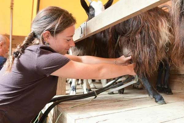 Vivez une demi-journée d’éleveur de chèvre en duo avec votre enfant accompagnés par Elodie - Image n°3 - Wecandoo