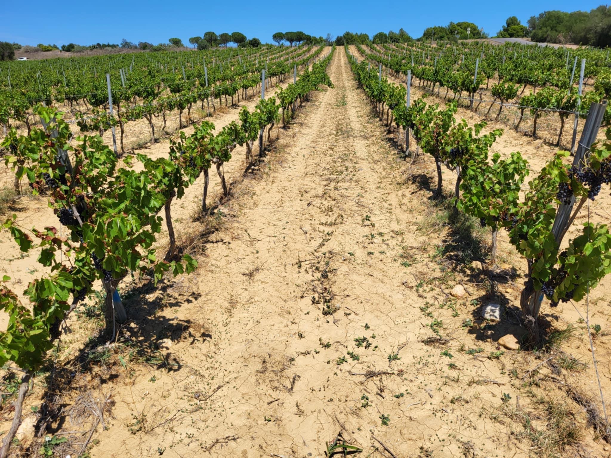 Dégustez 11 vins du domaine avec Anne-Marie - Image n°11 - Wecandoo