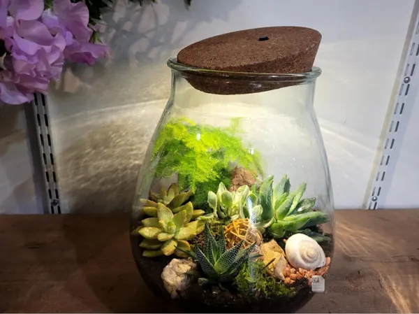 Réalisez votre terrarium