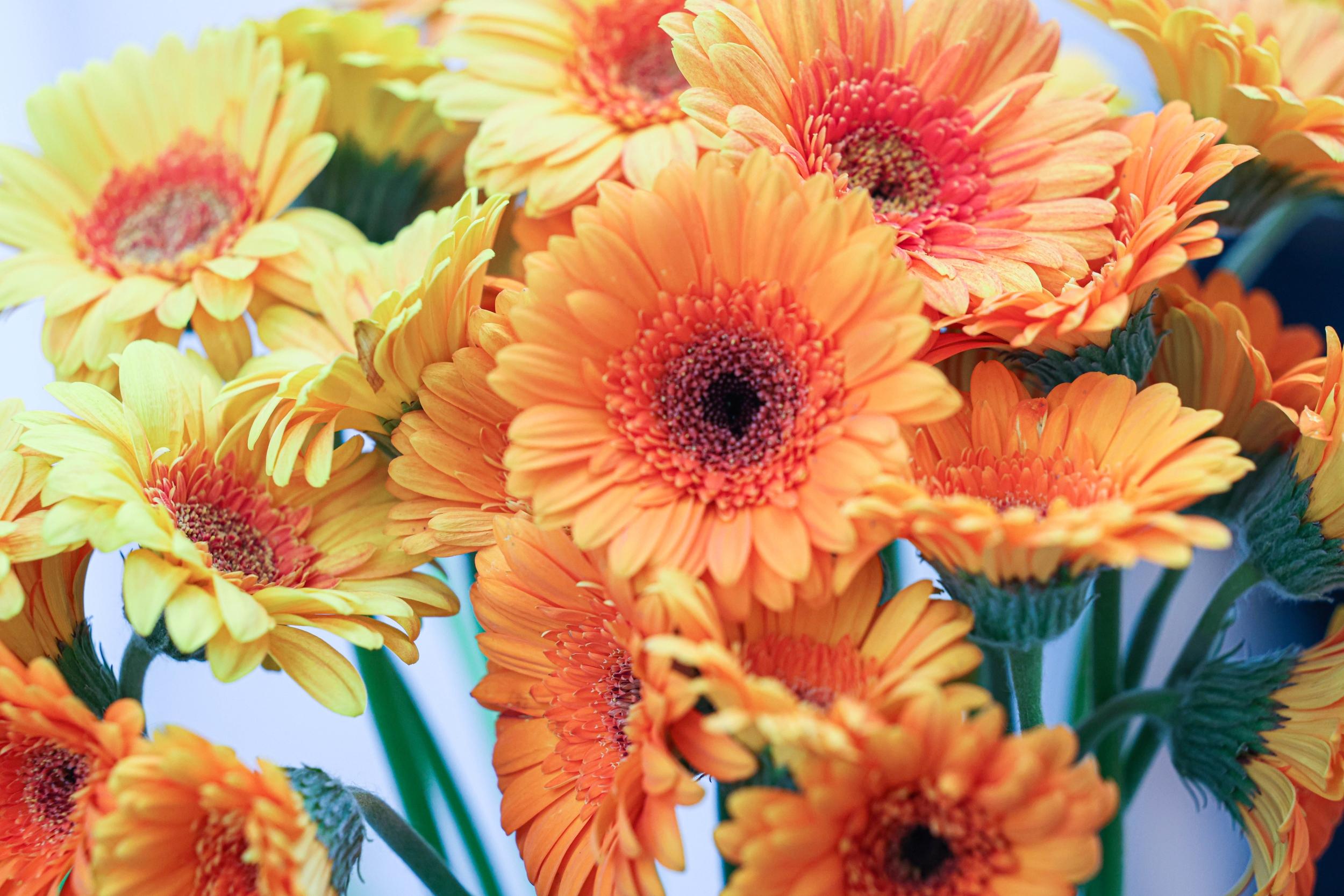 Réalisez votre bouquet autour d'un verre accompagné par Nina - Image n°10 - Wecandoo
