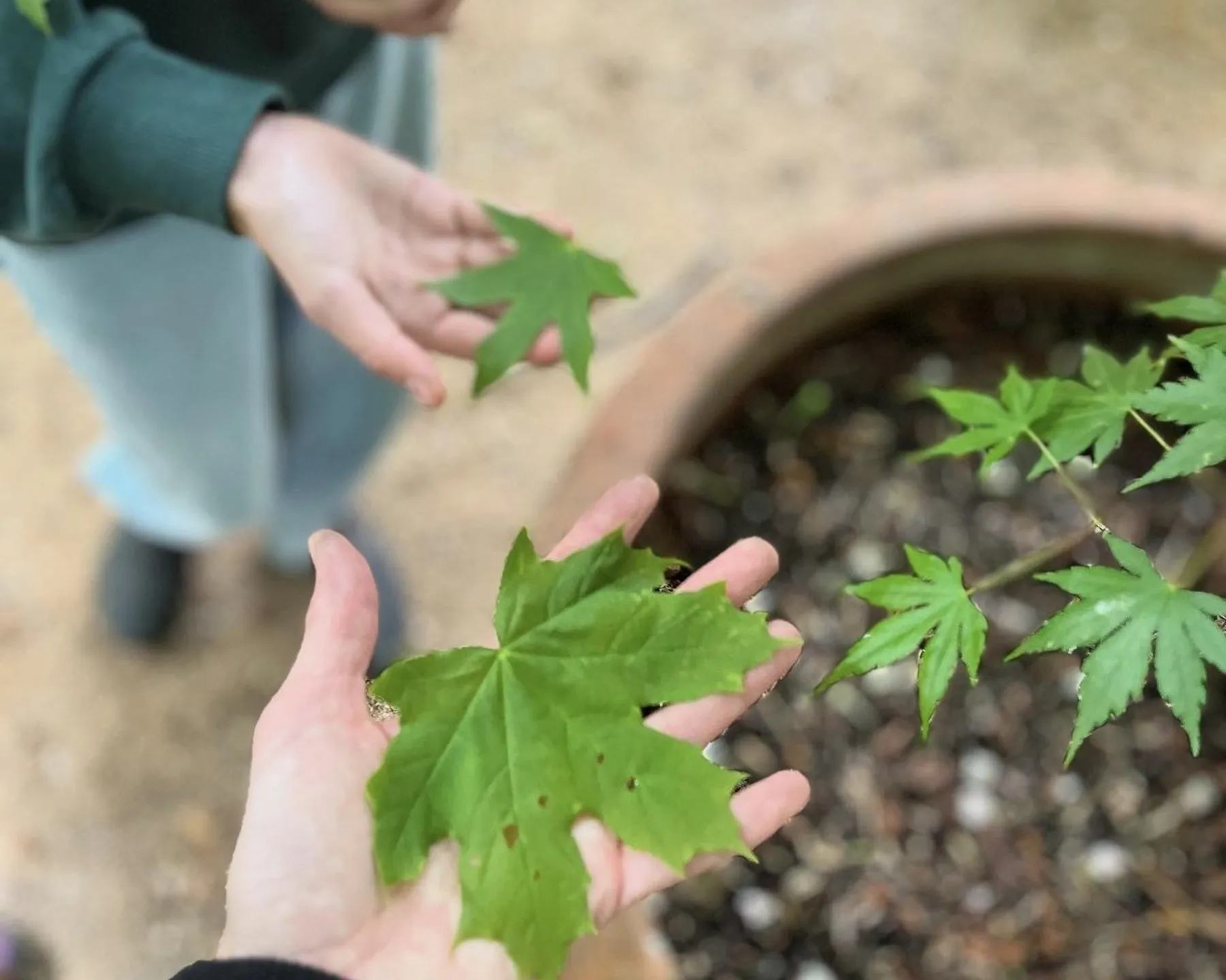 Initiez-vous à l'écoprint et à la teinture végétale avec Adeline - Image n°2 - Wecandoo
