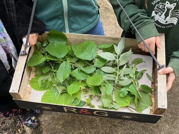 Initiez-vous à l'écoprint et à la teinture végétale avec Adeline - Image n°3 - Wecandoo