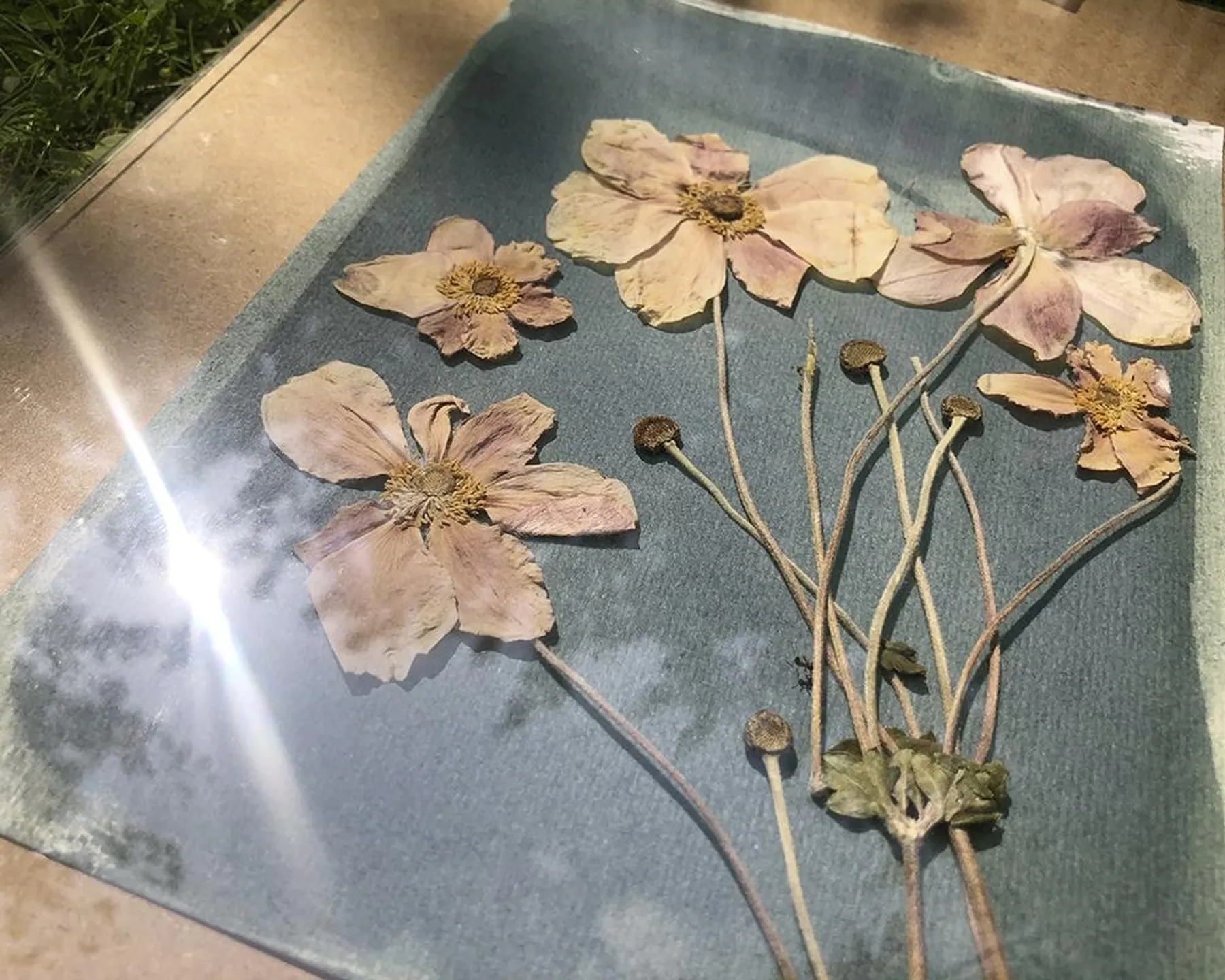 Initiez-vous au cyanotype et réalisez vos affiches avec Bénédicte - Image n°4 - Wecandoo