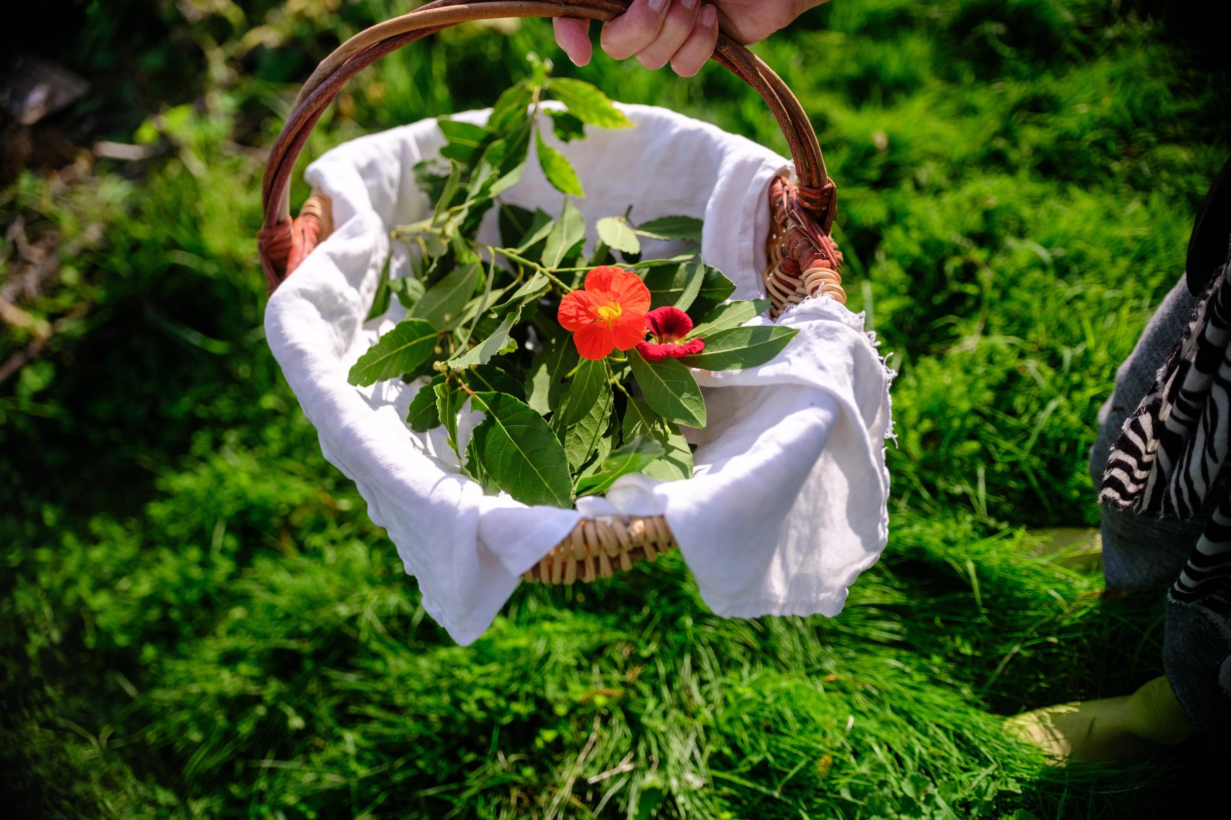 Découvrez l'herboristerie et la cuisine sauvage avec Dorianne - Image n°2 - Wecandoo