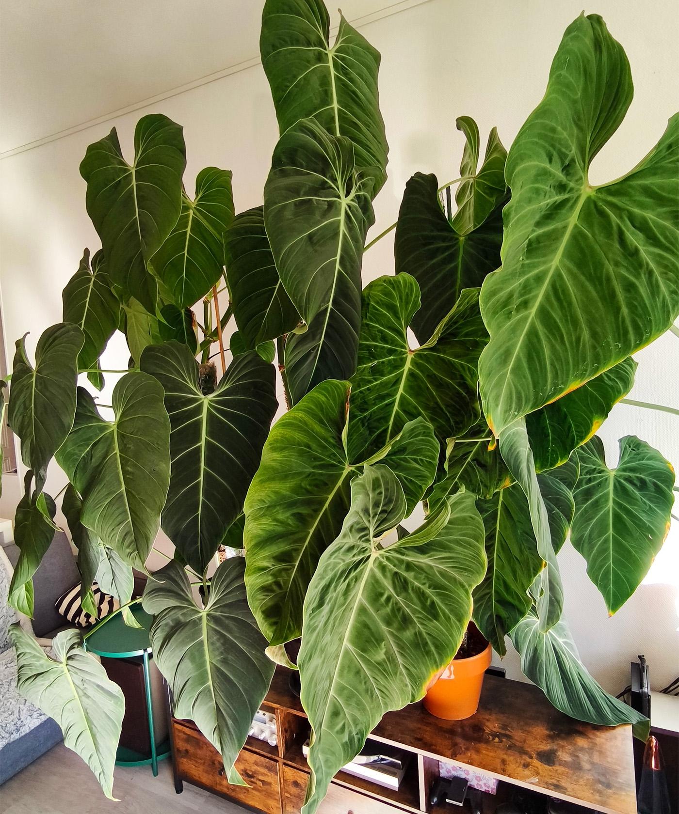 Plongez dans l'univers des plantes d'intérieur avec Nicolas - Image n°12 - Wecandoo