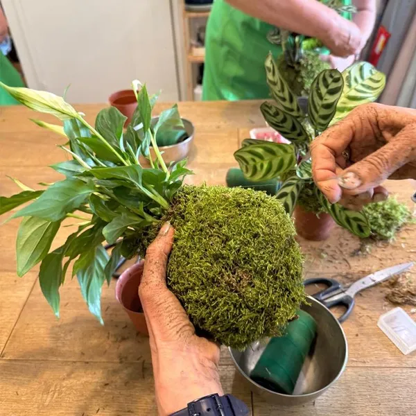 Créez un kokedama avec Lina - Image n°3 - Wecandoo