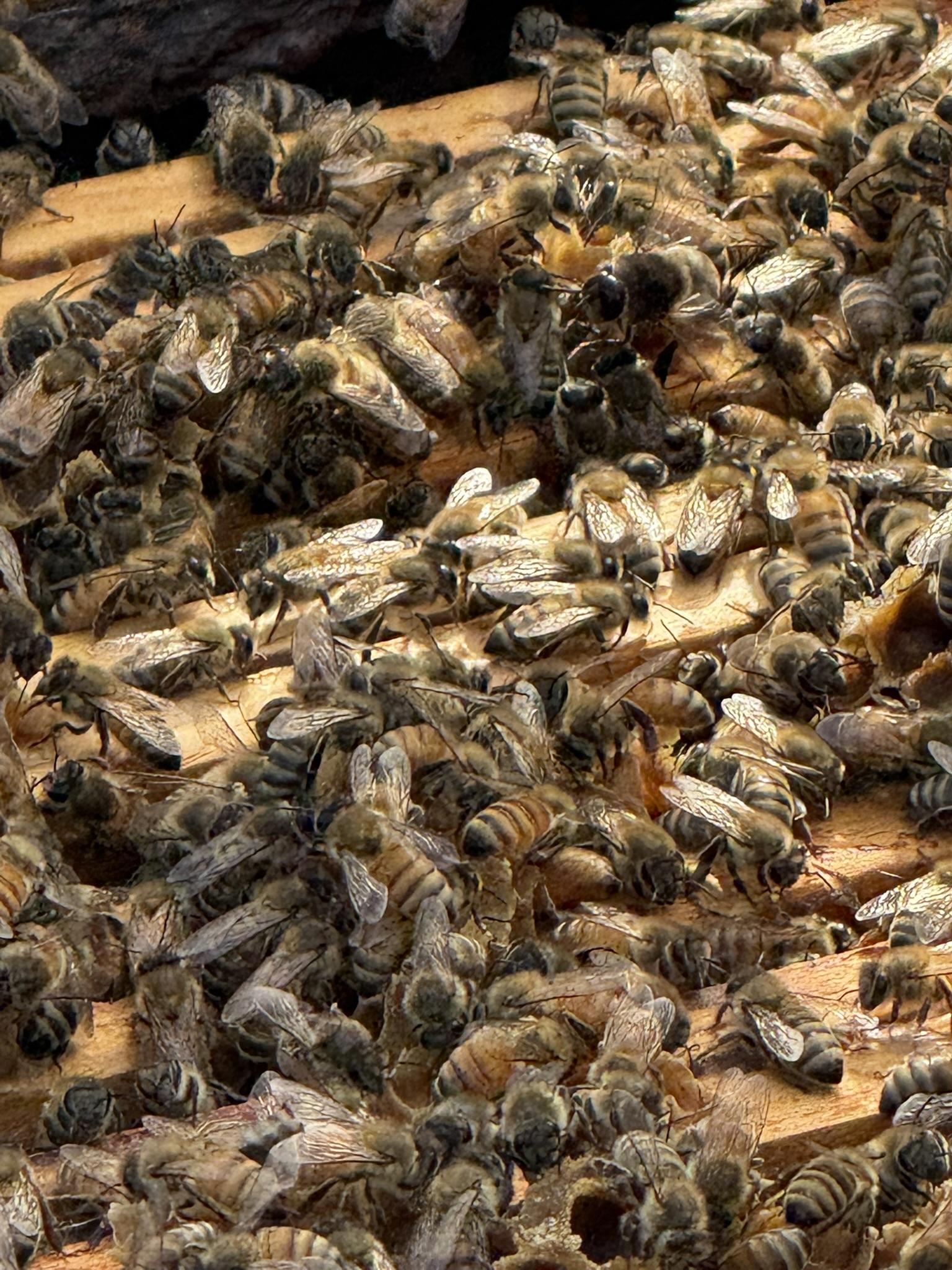 Initiez-vous à l'apiculture avec Claudia - Image n°7 - Wecandoo