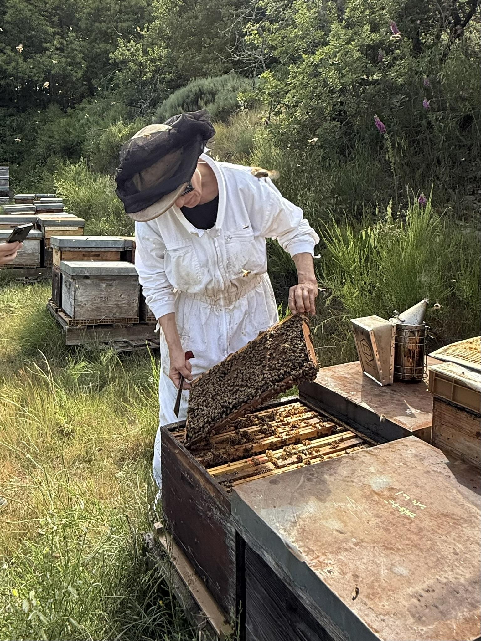 Initiez-vous à l'apiculture avec Claudia - Image n°6 - Wecandoo