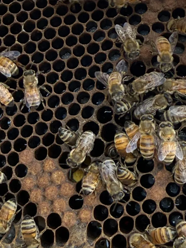 Initiez-vous à l'apiculture avec Claudia - Image n°5 - Wecandoo