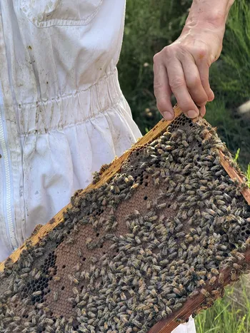 Initiez-vous à l'apiculture