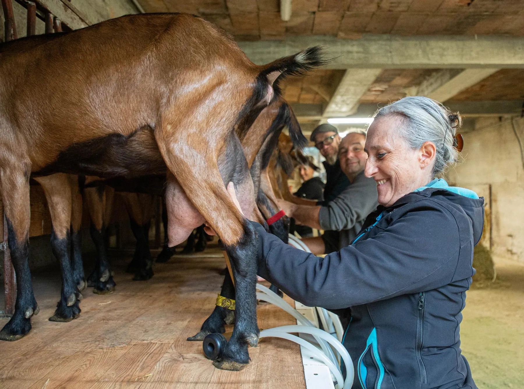 Fabriquez et dégustez des fromages de chèvre au sein d'un élevage caprin avec Mélisa - Image n°4 - Wecandoo