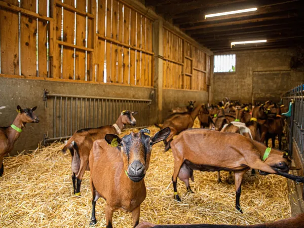 Découvrez la fabrication du fromage de chèvre avec Mélisa - Image n°2 - Wecandoo