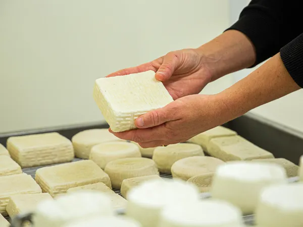 Découvrez la fabrication du fromage de chèvre avec Mélisa - Image n°5 - Wecandoo