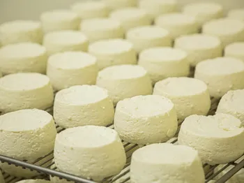 Découvrez la fabrication du fromage de chèvre