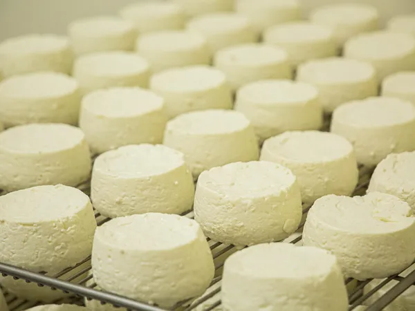 Découvrez la fabrication du fromage de chèvre