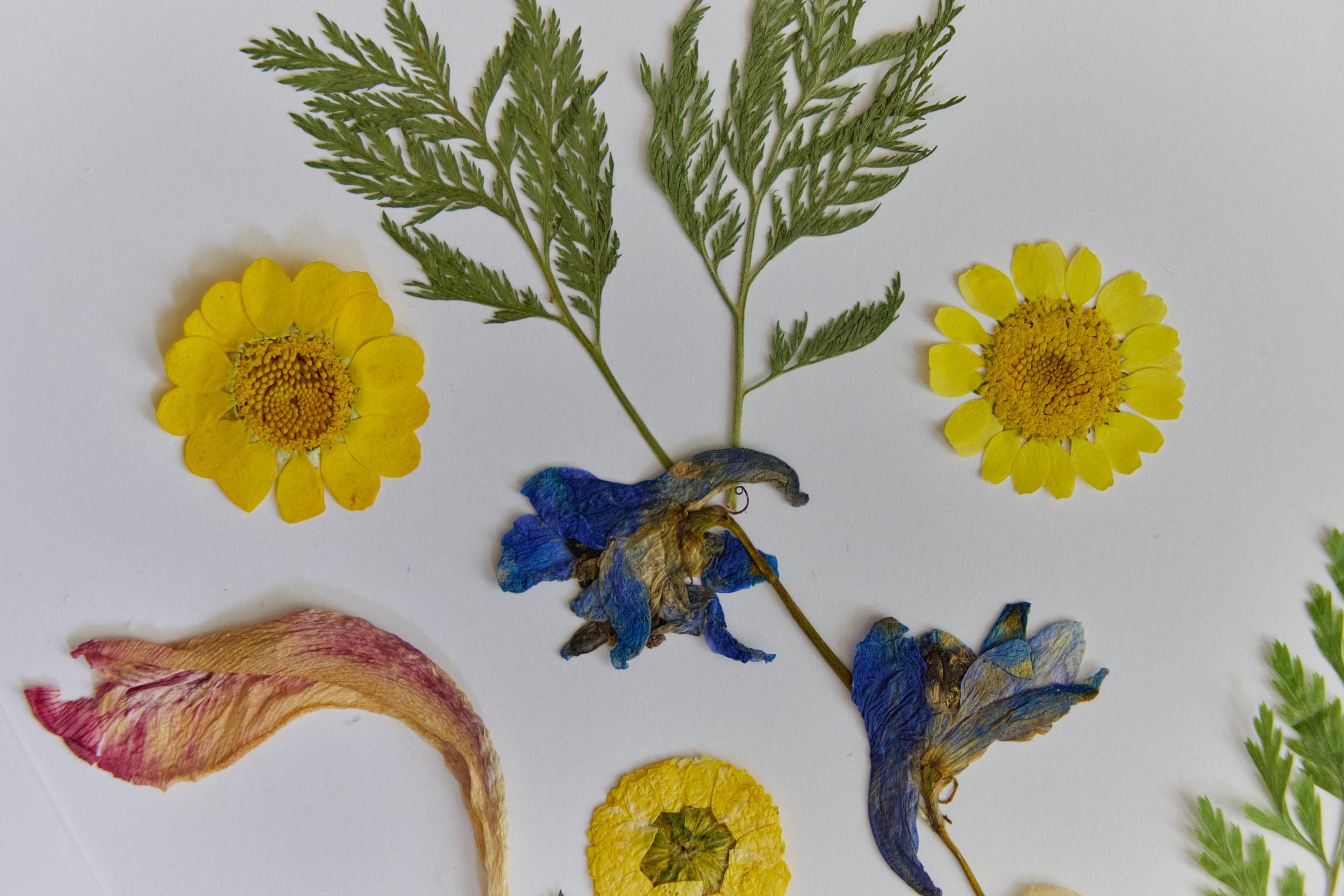 Réalisez votre herbier de fleurs séchées avec Claire - Image n°10 - Wecandoo