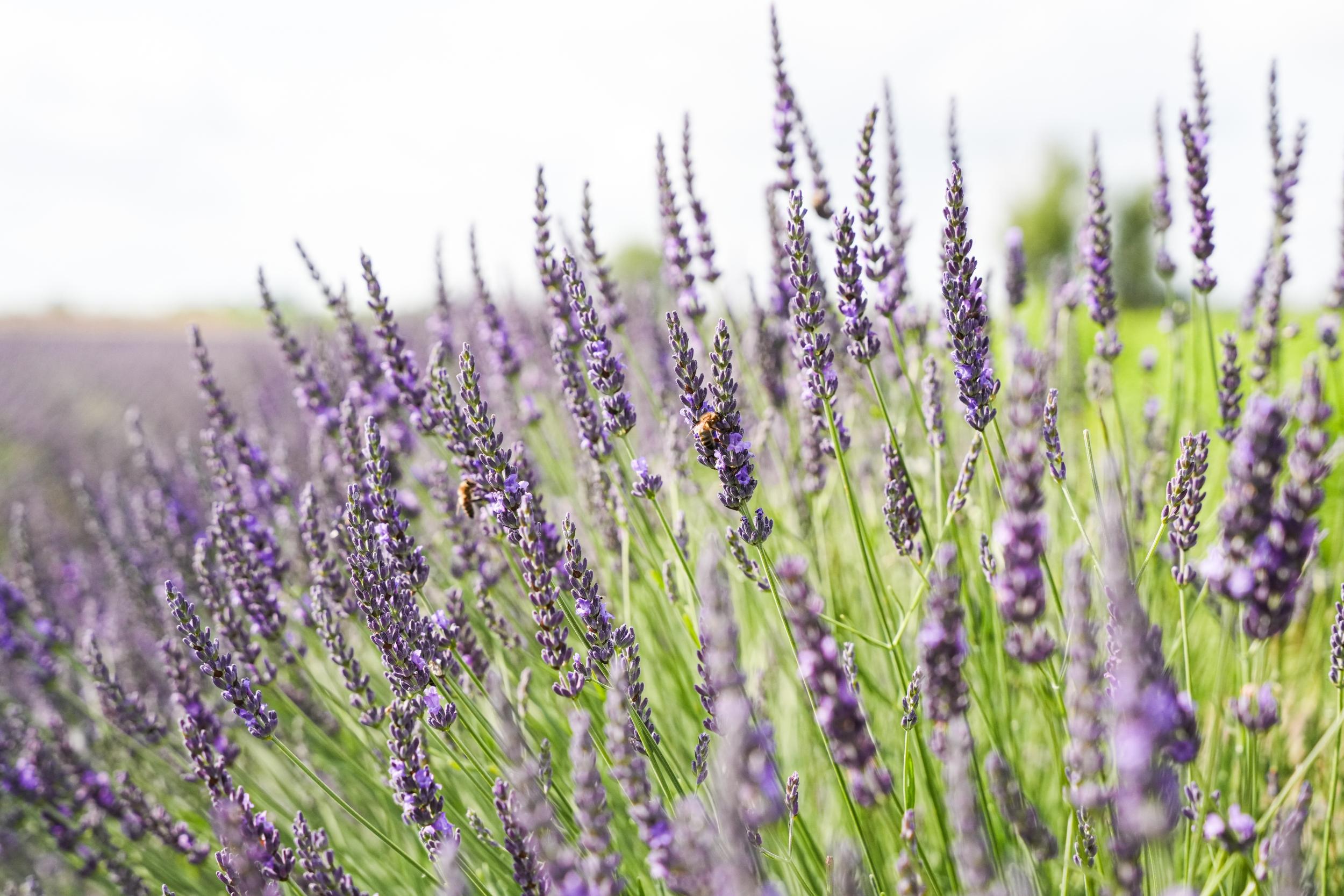 Réalisez votre fuseau de lavande avec Gaël - Image n°4 - Wecandoo