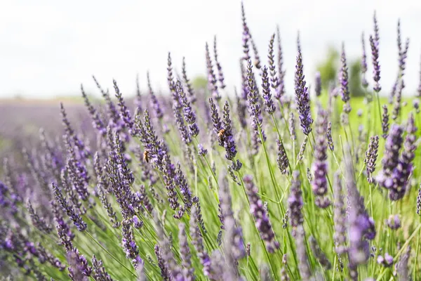 Réalisez votre fuseau de lavande avec Gaël - Afbeelding nr. 4 - Wecandoo