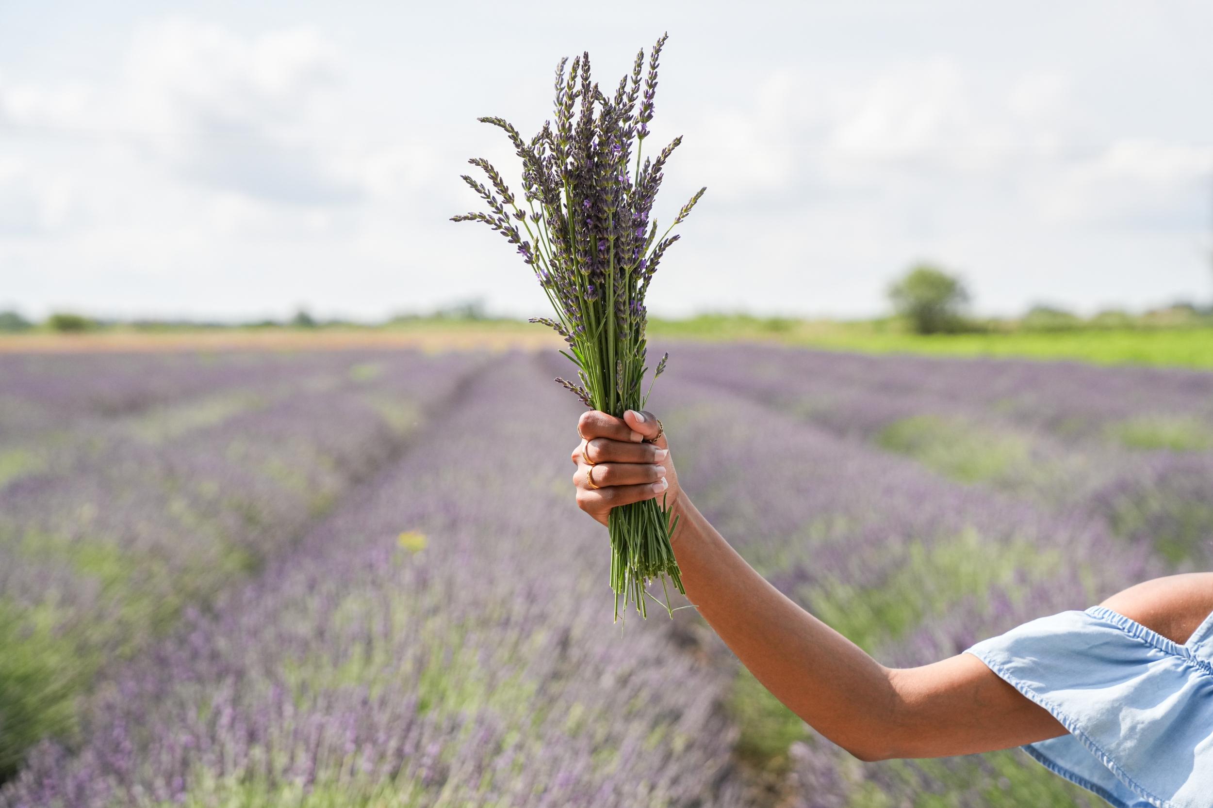 Réalisez votre fuseau de lavande avec Gaël - Image n°6 - Wecandoo