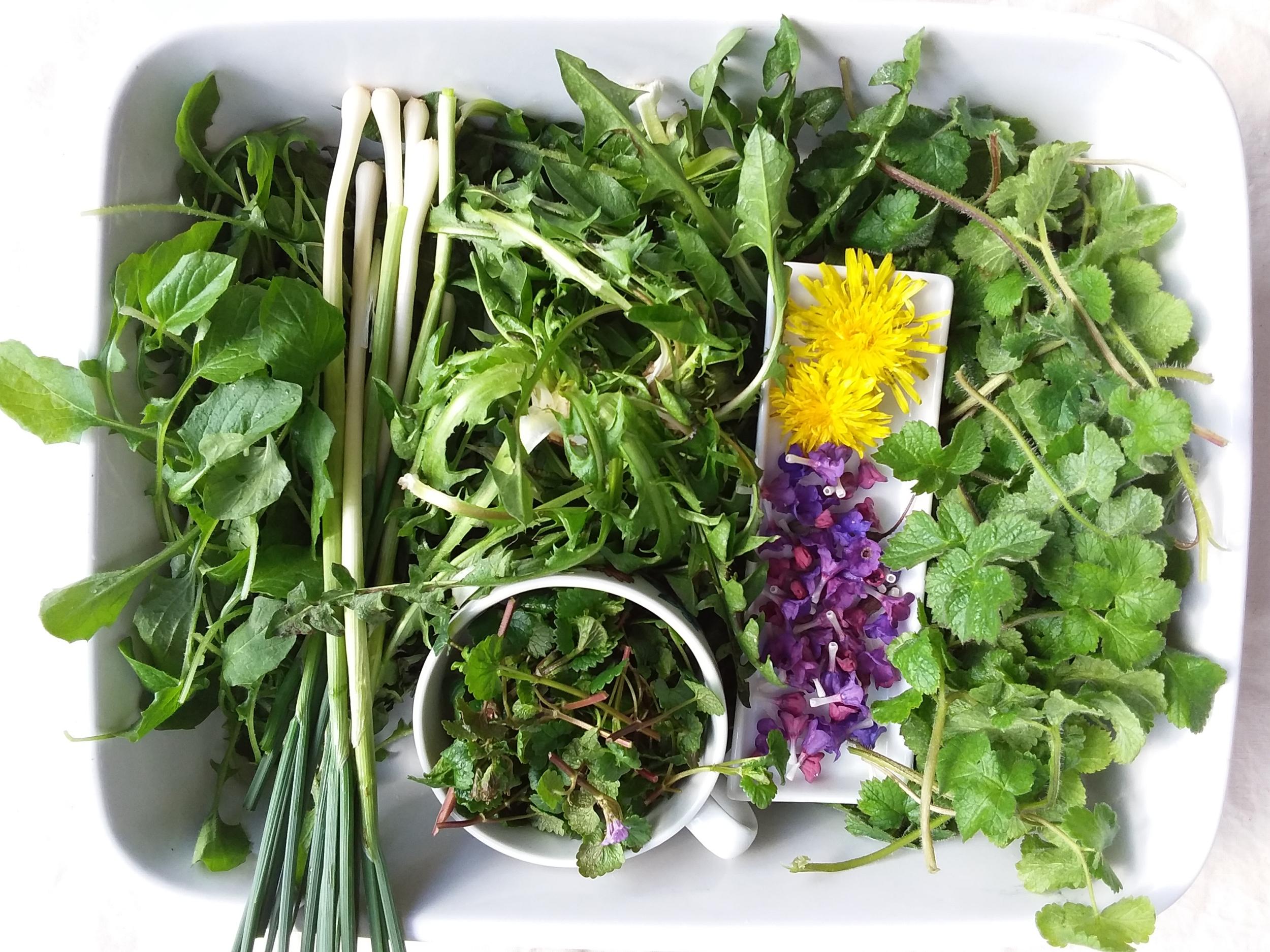 Initiez-vous à la cueillette sauvage à Tours